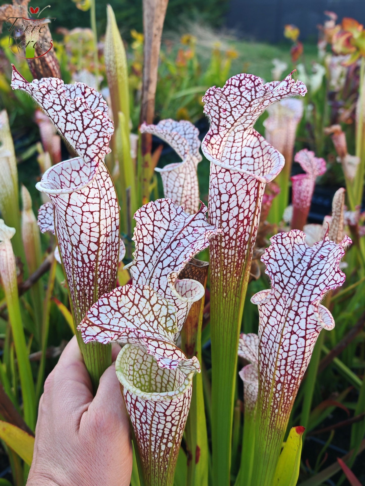 SL38 Sarracenia leucophylla – „Mont Blanc“ F2