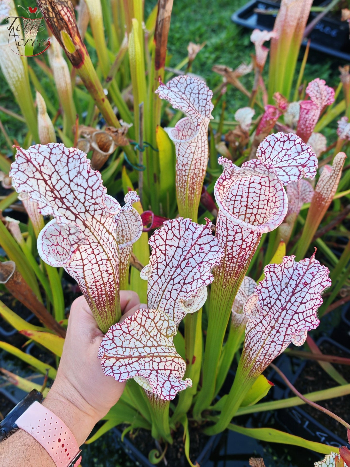 SL38 Sarracenia leucophylla – „Mont Blanc“ F2