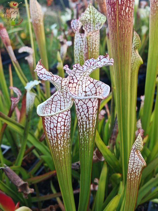 SL41 Sarracenia leucophylla -- Santa Rosa Co, FL, (WS) (L78, MK)