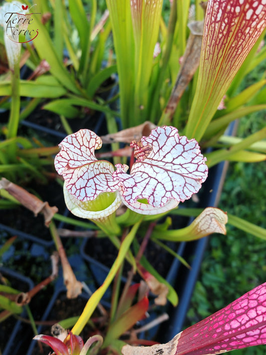 SL41 Sarracenia leucophylla -- Santa Rosa Co, FL, (WS) (L78, MK)