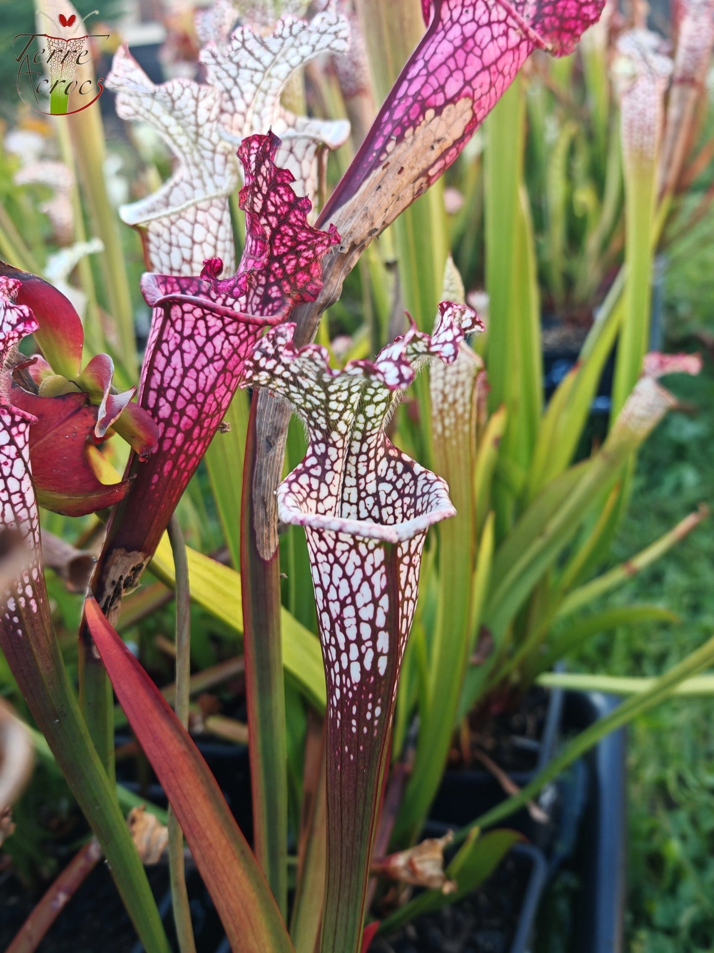 Sarracenia 2025 Samen (SL42 x OP)