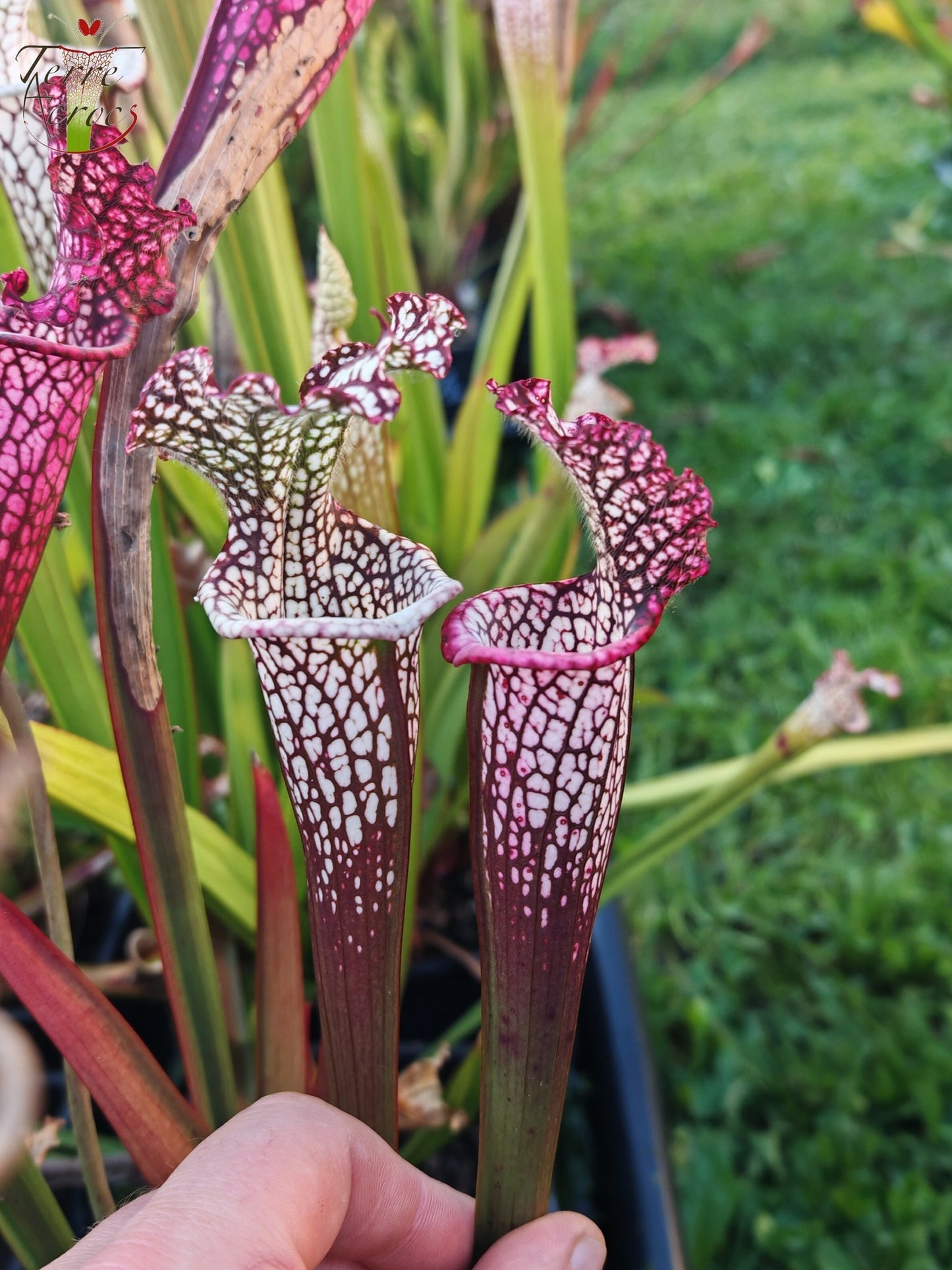 Sarracenia 2025 Samen (SL42 x OP)