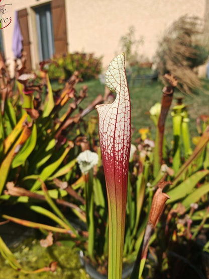SLA01f Sarracenia leucophylla var. alba -- 'Hurricane Creek White' (Clon F)
