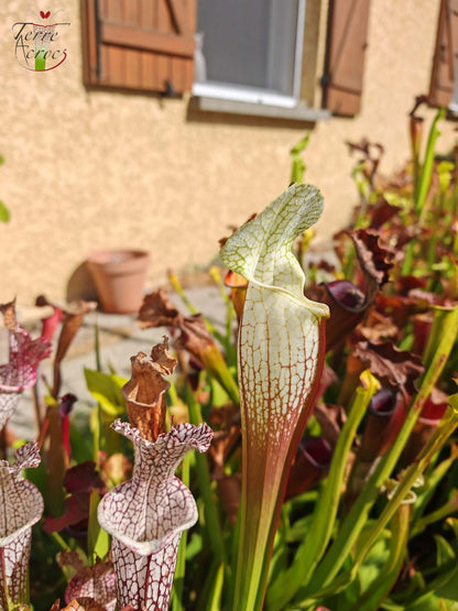SLA01f Sarracenia leucophylla var. alba -- 'Hurricane Creek White' (Clon F)