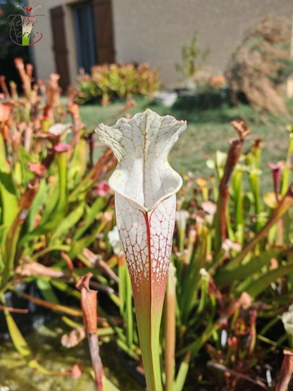 SLA01f Sarracenia leucophylla var. alba -- 'Hurricane Creek White' (Clon F)