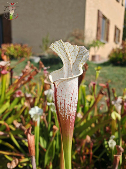 SLA01f Sarracenia leucophylla var. alba -- 'Hurricane Creek White' (Clon F)