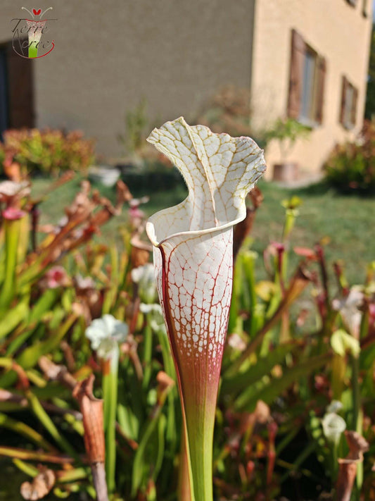 SLA01f Sarracenia leucophylla var. alba -- 'Hurricane Creek White' (Clon F)