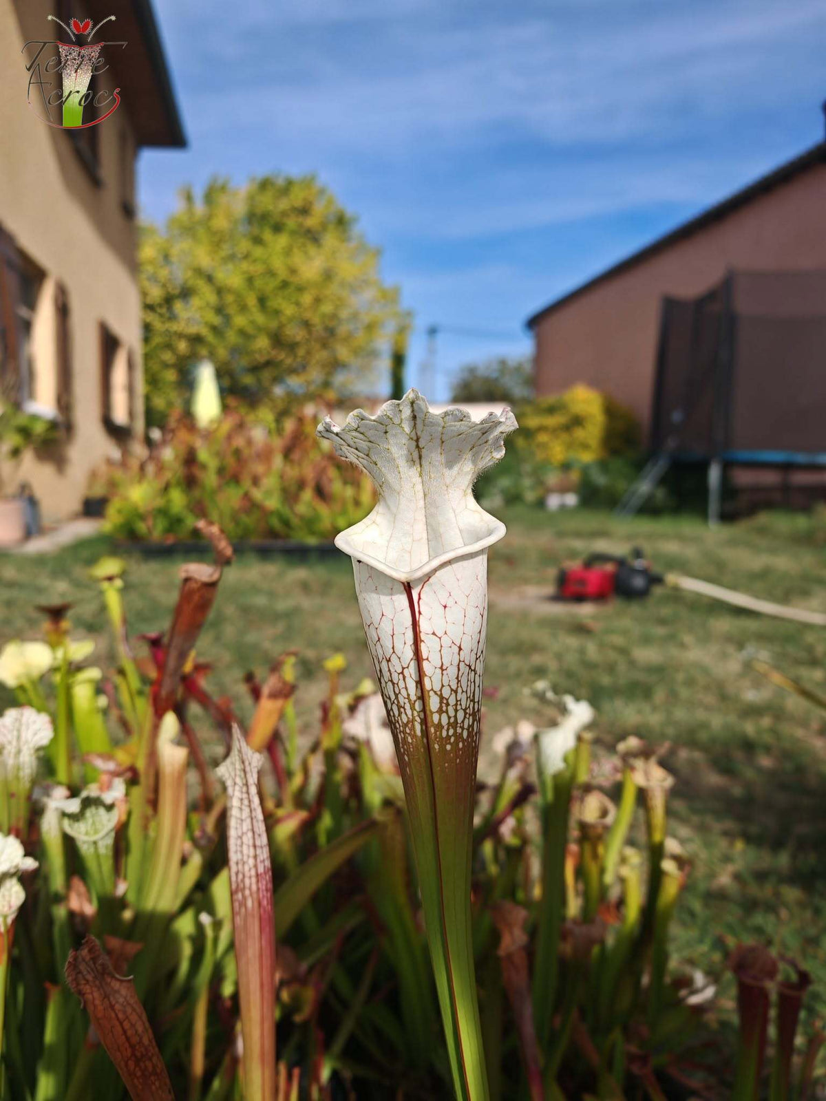 SLA01f Sarracenia leucophylla var. alba -- 'Hurricane Creek White' (Clon F)