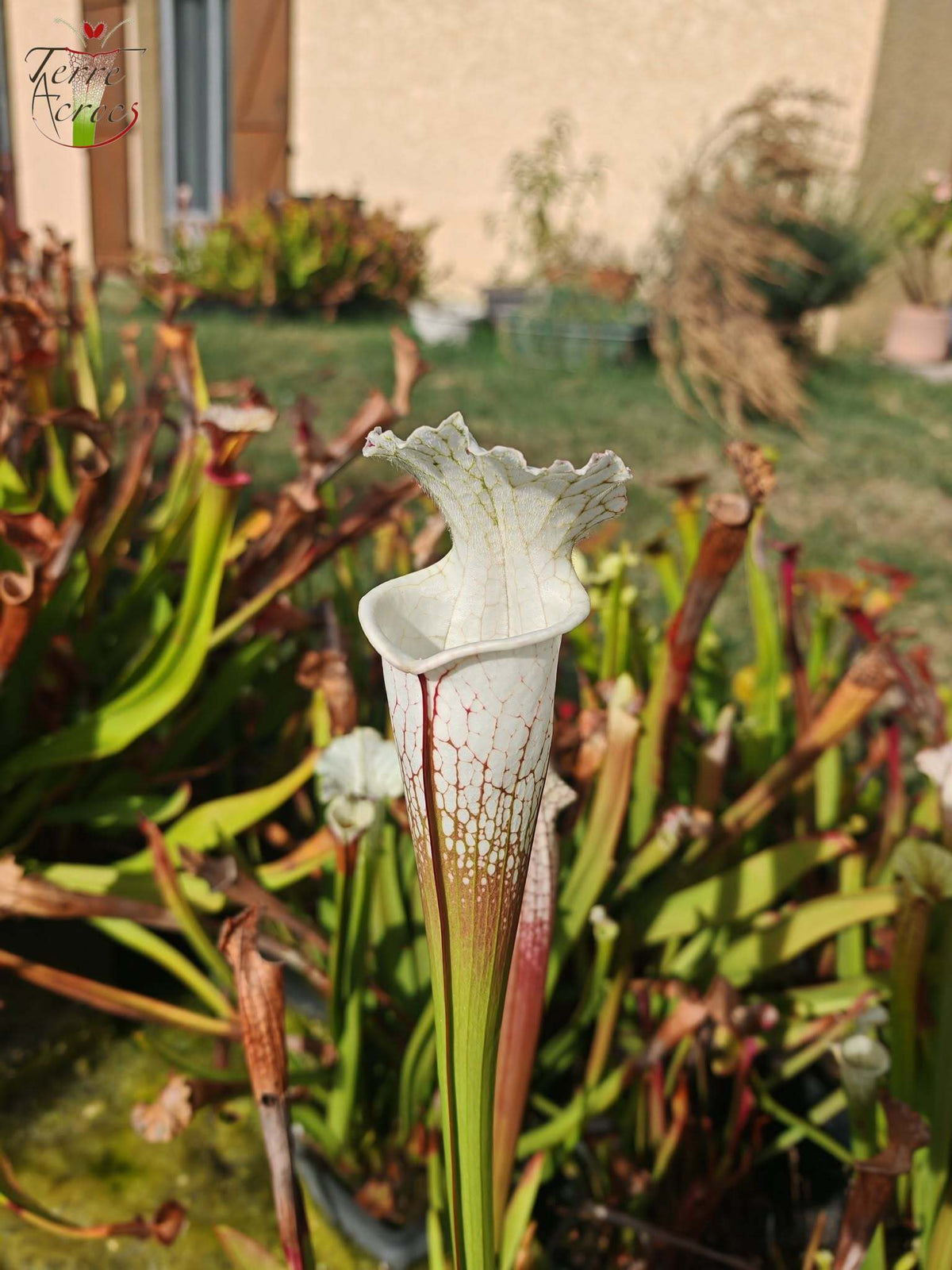 SLA01f Sarracenia leucophylla var. alba -- 'Hurricane Creek White' (Clon F)