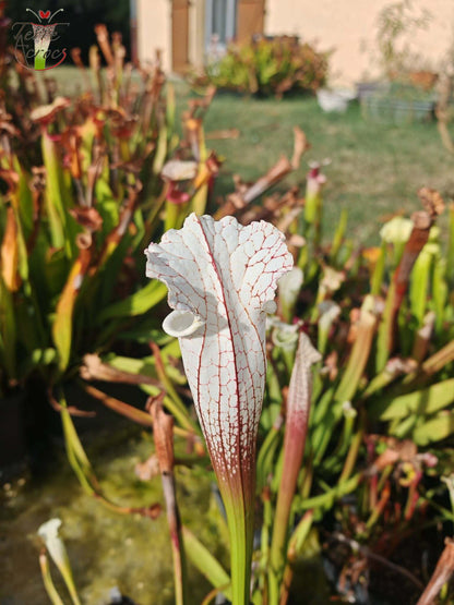 SLA01f Sarracenia leucophylla var. alba -- 'Hurricane Creek White' (Clon F)