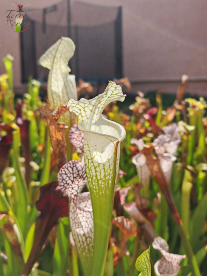 SLA01f Sarracenia leucophylla var. alba -- 'Hurricane Creek White' (Clon F)