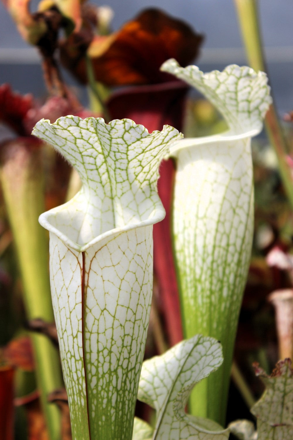 SLA01f Sarracenia leucophylla var. alba -- 'Hurricane Creek White' (Clone F)