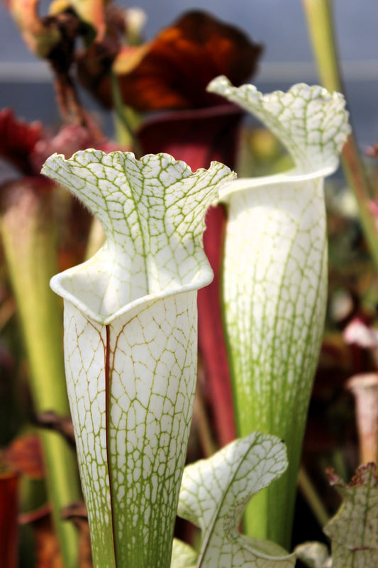 SLA01f Sarracenia leucophylla var. alba -- 'Hurricane Creek White' (Clone F)