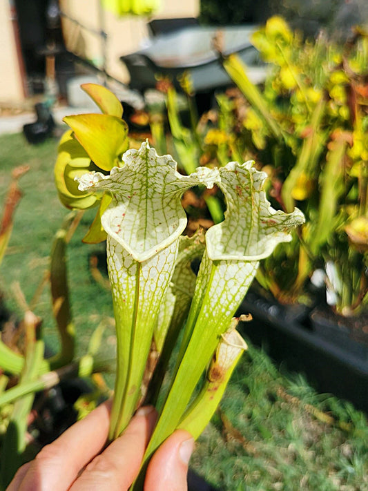 SLA02 Sarracenia leucophylla var. alba (‘Hurricane Creek white’, seedling. Vigorous, Stefan Lessen x self )