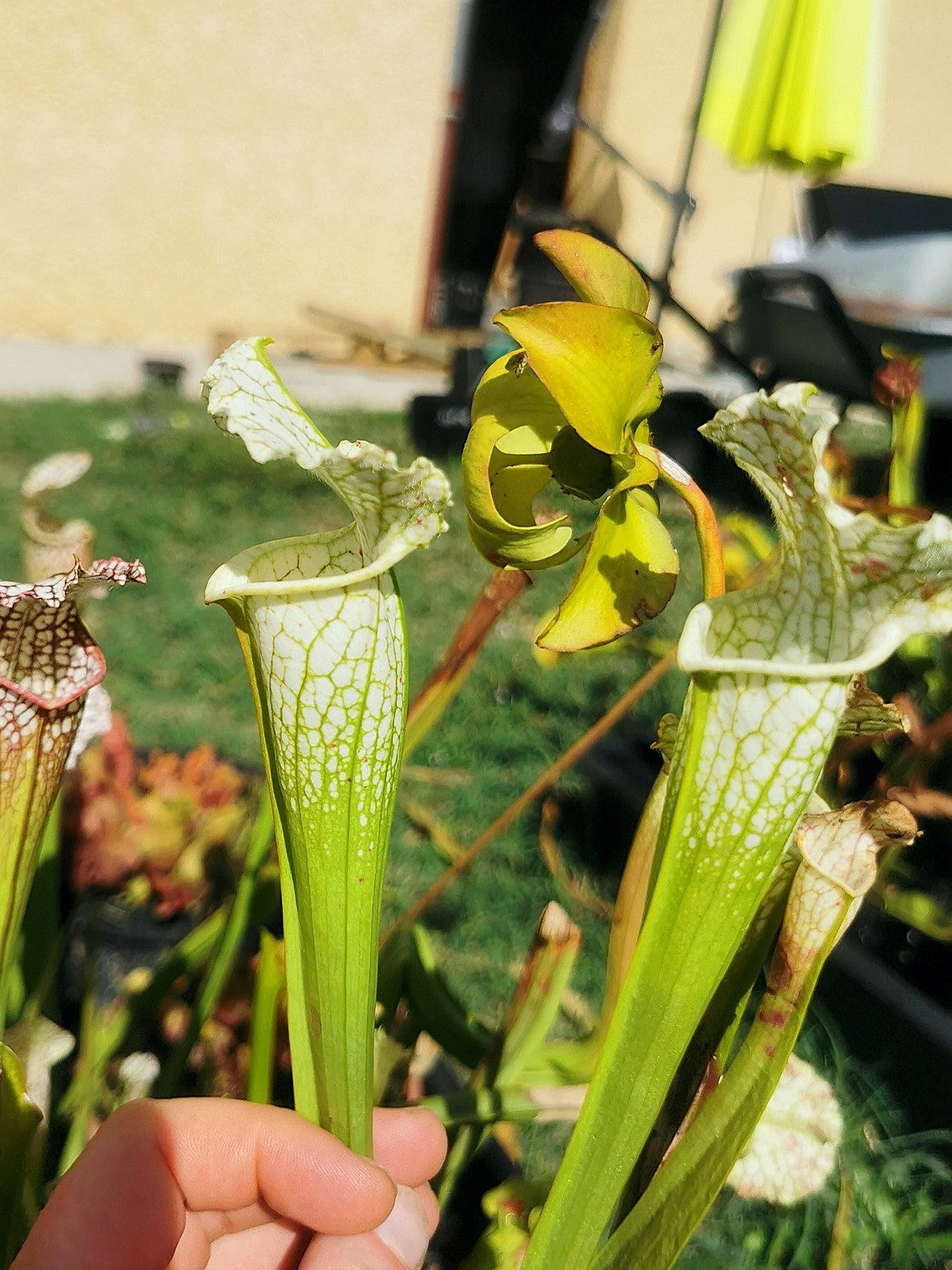 SLA02 Sarracenia leucophylla var. alba (‘Hurricane Creek white’, seedling. Vigorous, Stefan Lessen x self )