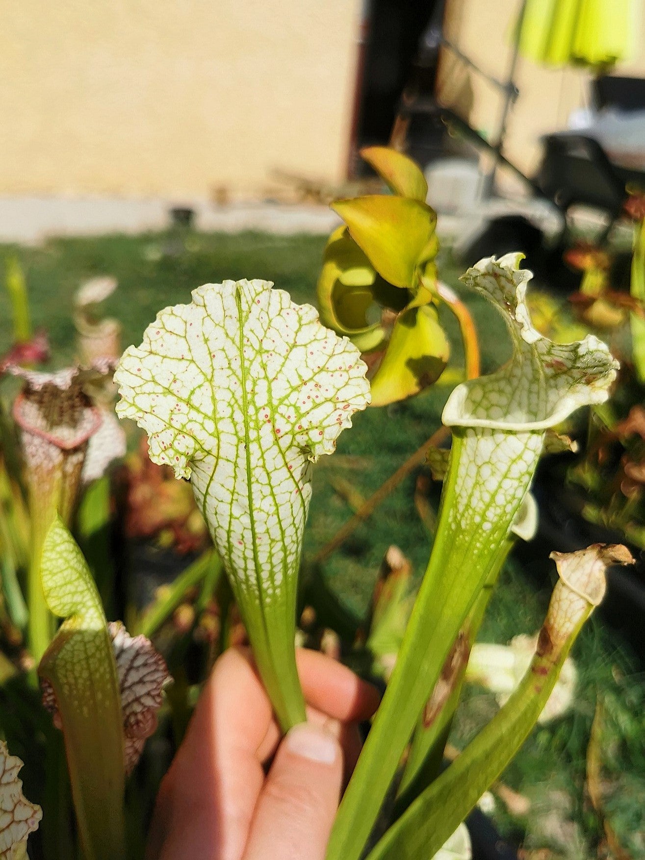 SLA02 Sarracenia leucophylla var. alba (‘Hurricane Creek white’, seedling. Vigorous, Stefan Lessen x self )