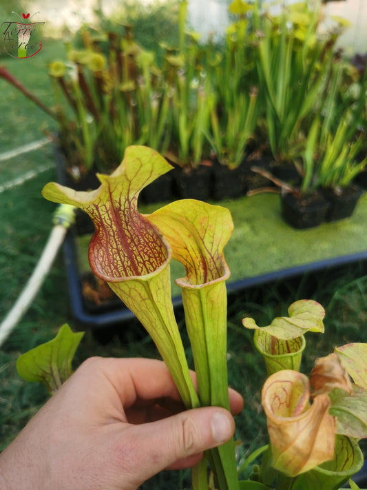 SO01 Sarracenia oreophila var. oreophila – (gros pièges à l’ouverture) (Wistuba)