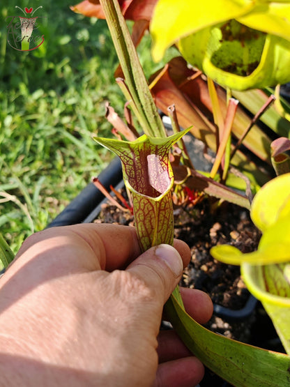 SO01 Sarracenia oreophila var. oreophila – (gros pièges à l’ouverture) (Wistuba)