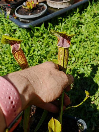 SO01 Sarracenia oreophila var. oreophila – (gros pièges à l’ouverture) (Wistuba)