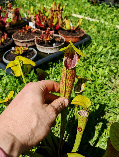 SO01 Sarracenia oreophila var. oreophila – (gros pièges à l’ouverture) (Wistuba)