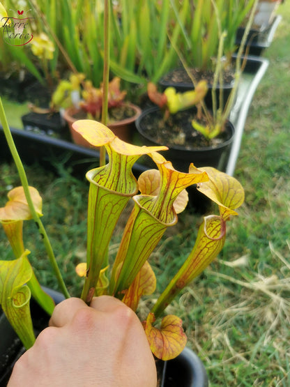 SOO01 Sarracenia oreophila var. ornata – Stark geäderte Form, GA (PW)(O16, MK)