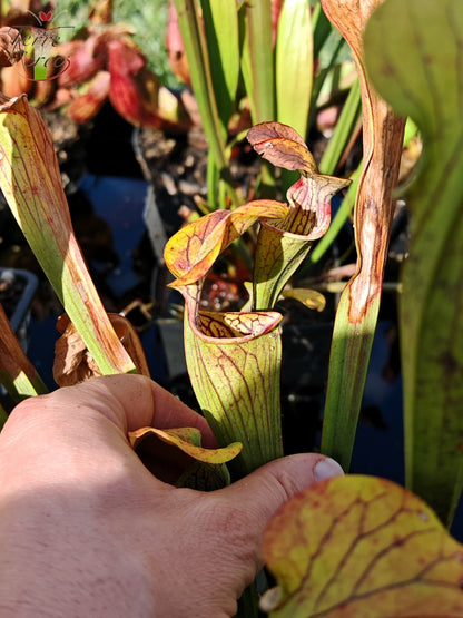 SOO01 Sarracenia oreophila var. ornata – Stark geäderte Form, GA (PW)(O16, MK)