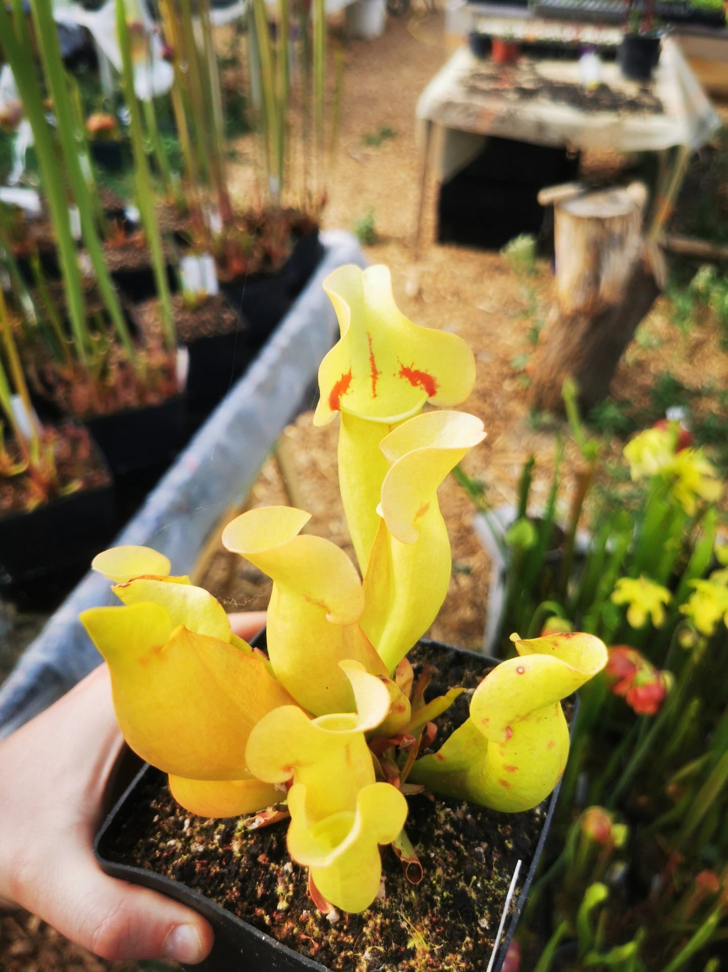 SPP02 Sarracenia purpurea ssp. purpurea -- 'Sorrow'