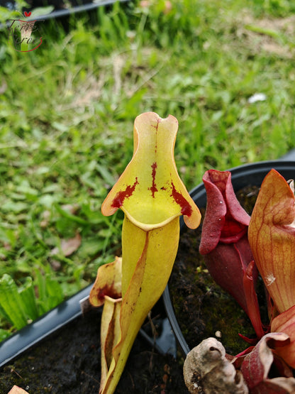 SPP02 Sarracenia purpurea ssp. purpurea -- 'Sorrow'