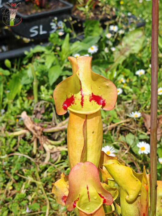 SPP02 Sarracenia purpurea ssp. purpurea -- 'Sorrow'