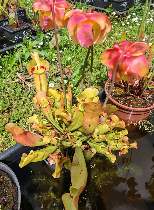 SPP02 Sarracenia purpurea ssp. purpurea -- 'Sorrow'