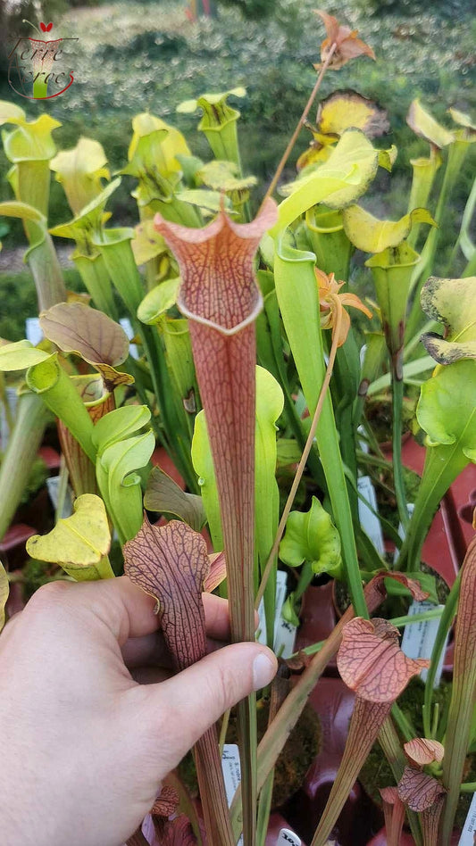 SRG01 Sarracenia rubra ssp gulfensis – Dunkle, hohe Kannen