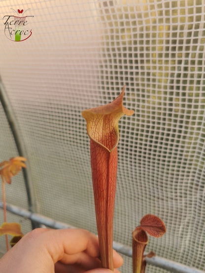 SRG01 Sarracenia rubra ssp gulfensis -- Dark tall pitchers