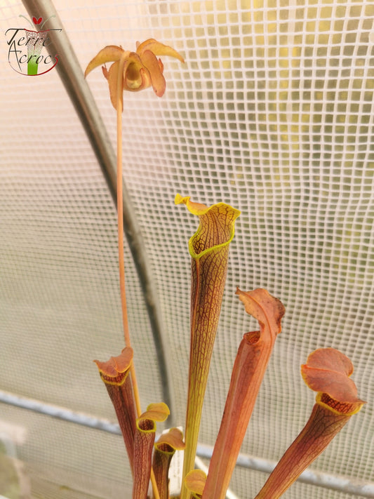 SRW01 Sarracenia rubra ssp wherryi – Chatom, Washington County Alabama (RW04, MK)