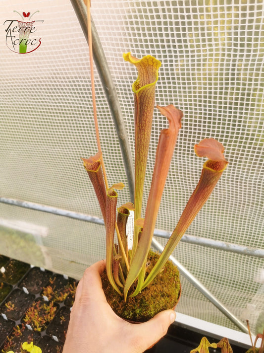 SRW01 Sarracenia rubra ssp wherryi – Chatom, Washington County Alabama (RW04, MK)