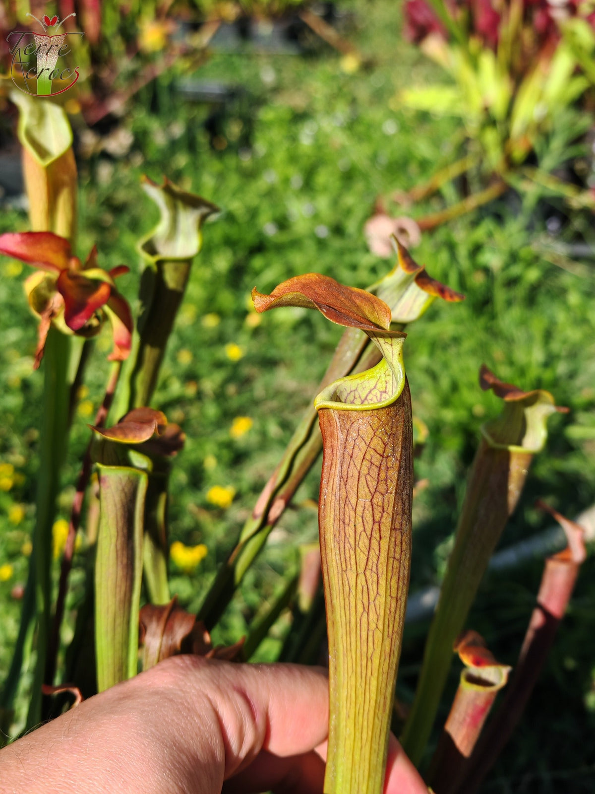 SRW01 Sarracenia rubra ssp wherryi – Chatom, Washington County Alabama (RW04, MK)