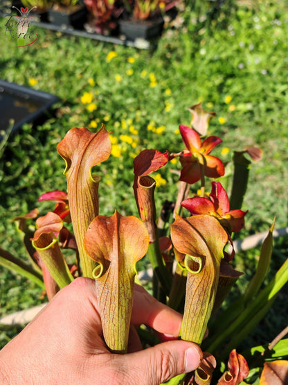 SRW01 Sarracenia rubra ssp wherryi – Chatom, Washington County Alabama (RW04, MK)