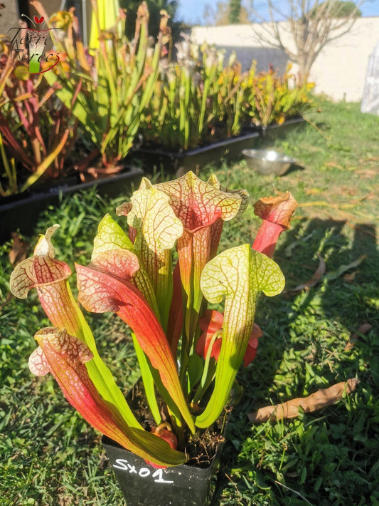 SX01 Sarracenia x 'Eva'