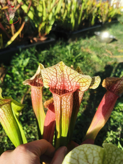 SX01 Sarracenia x 'Eva'