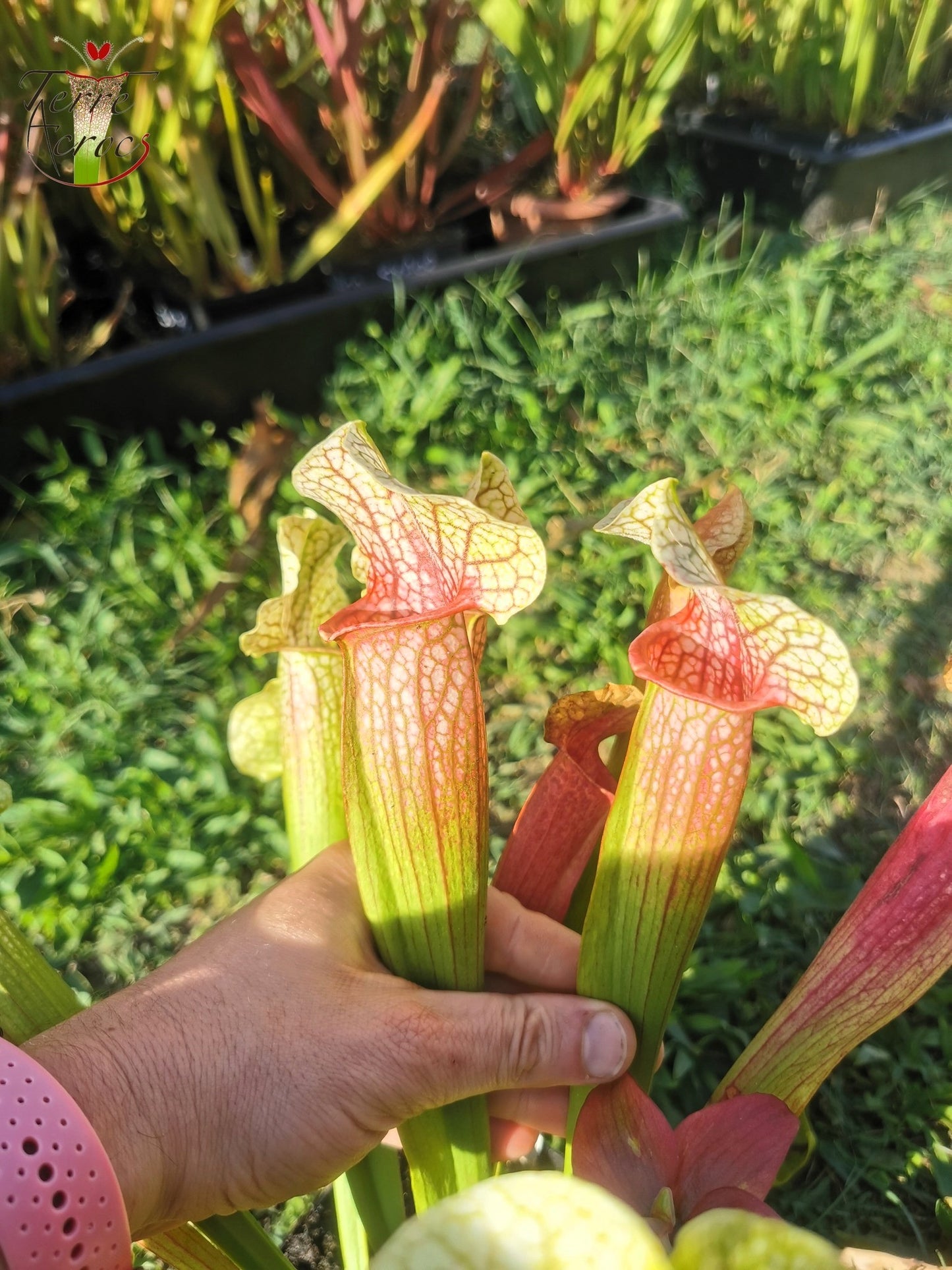 SX01 Sarracenia x 'Eva'