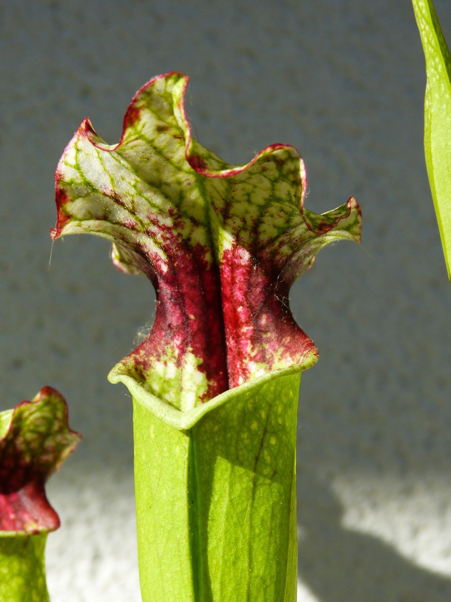 SX02 Sarracenia x ((S. alata x S. leucophylla — Red &amp; Gold) x 'Leah Wilkerson')(H182, MK)