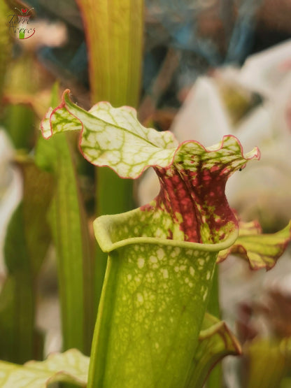 SX02 Sarracenia x ((S. alata x S. leucophylla — Red &amp; Gold) x 'Leah Wilkerson')(H182, MK)