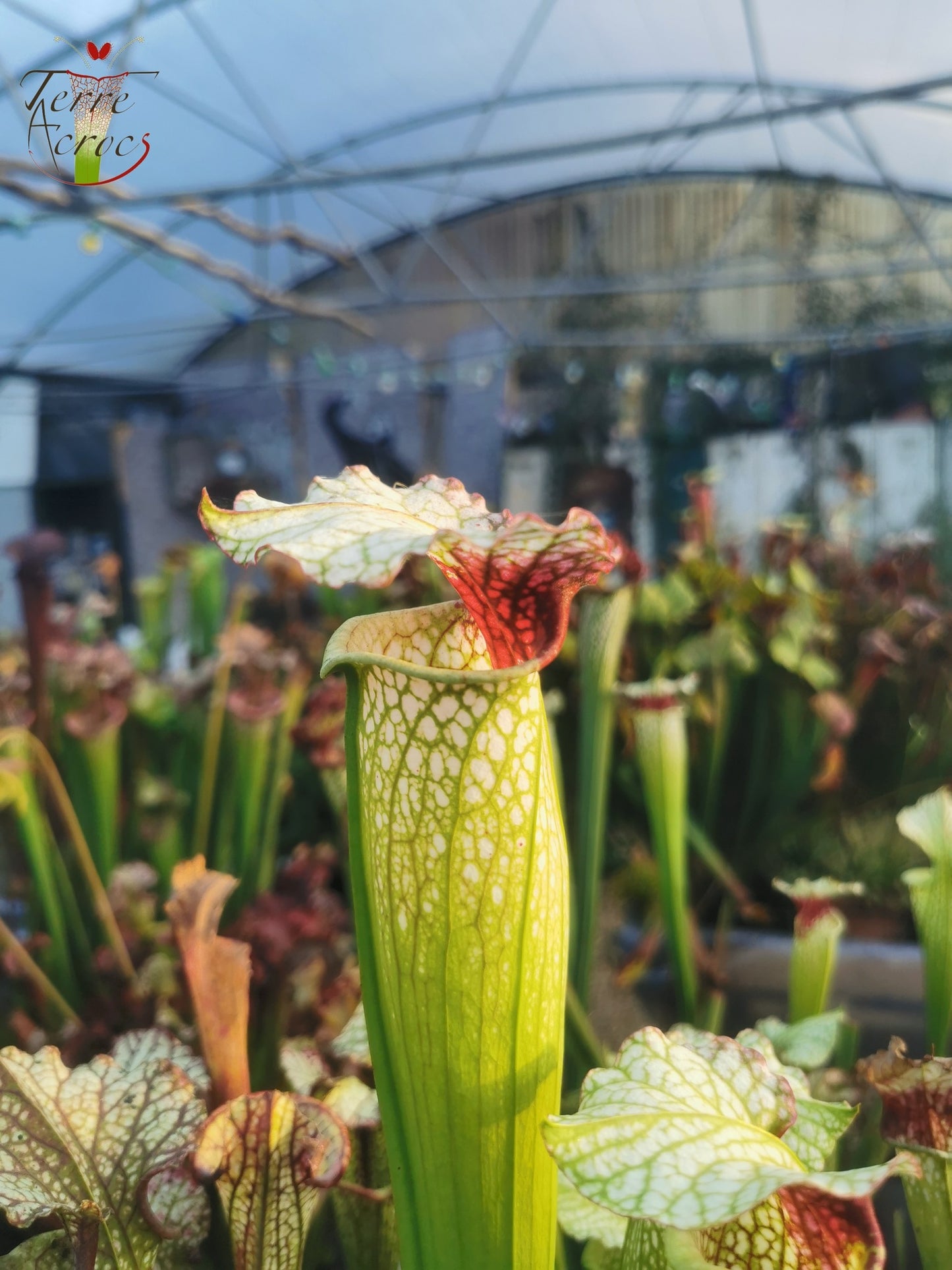 SX02 Sarracenia x ((S. alata x S. leucophylla — Red &amp; Gold) x 'Leah Wilkerson')(H182, MK)