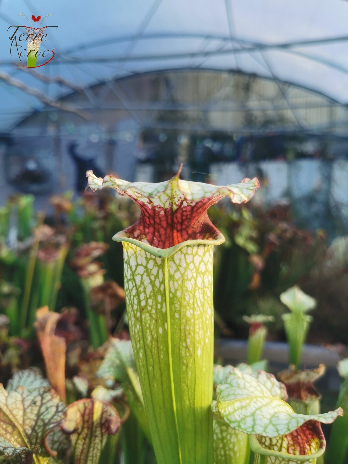 SX02 Sarracenia x ((S. alata x S. leucophylla — Red &amp; Gold) x 'Leah Wilkerson')(H182, MK)