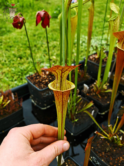 SX03a Sarracenia x (cuprea -- very large form, (F153, MK) x 'Adrian Slack')(clone a)