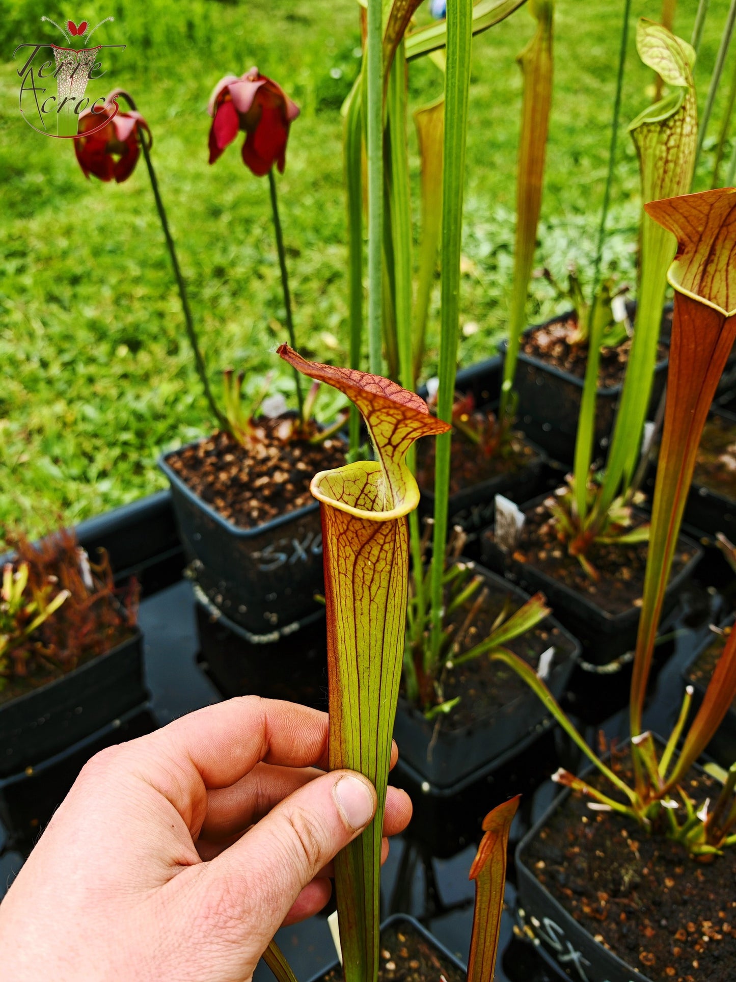 SX03a Sarracenia x (cuprea -- very large form, (F153, MK) x 'Adrian Slack')(clone a)