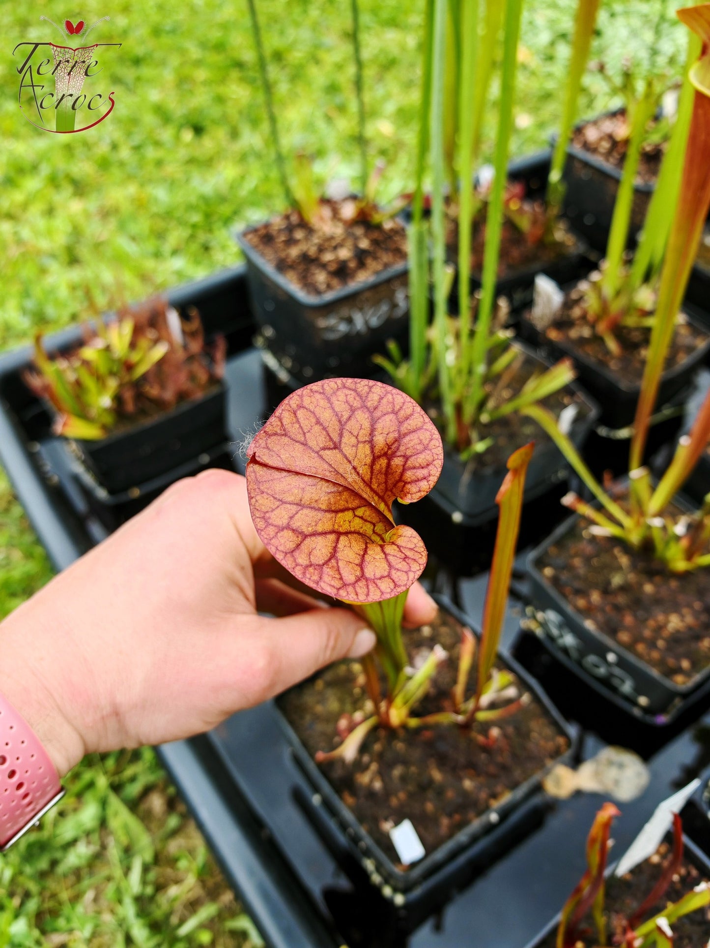 SX03a Sarracenia x (cuprea -- very large form, (F153, MK) x 'Adrian Slack')(clone a)