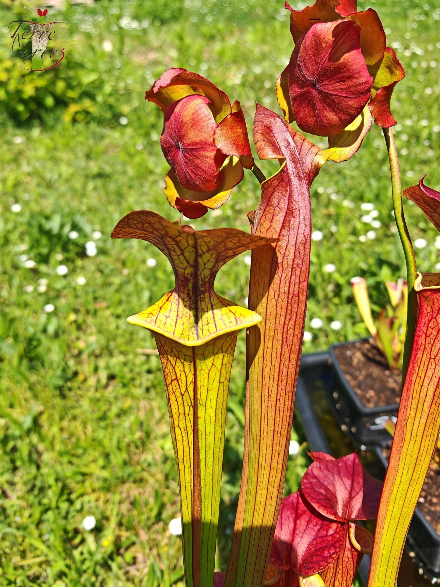 SX03a Sarracenia x (cuprea -- very large form, (F153, MK) x 'Adrian Slack')(clone a)