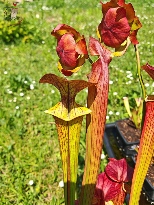 SX03a Sarracenia x (cuprea -- very large form, (F153, MK) x 'Adrian Slack')(clone a)