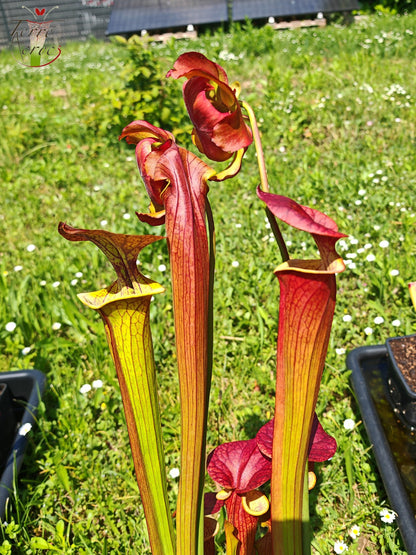 SX03a Sarracenia x (cuprea -- very large form, (F153, MK) x 'Adrian Slack')(clone a)