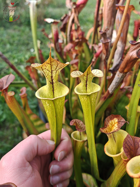 SX03b Sarracenia x (cuprea -- very large form, (F153, MK) x 'Adrian Slack')(clone b)